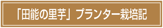 「田能の里芋」プランター栽培記