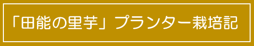 「田能の里芋」プランター栽培記